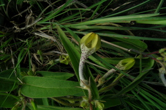 Ceropegia hirsuta